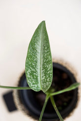 Schismatoglottis wallichii Hook F.
